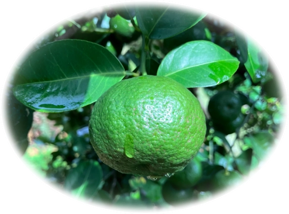 カーブチーイメージ